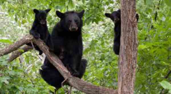 bears in Arkansas