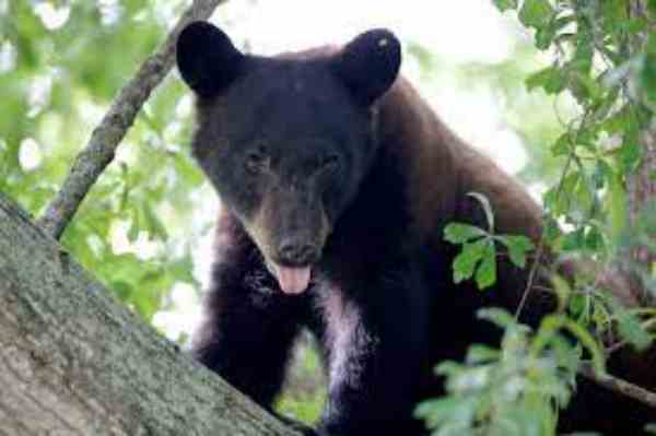 black bears in utah