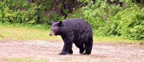 black bears in South Carolina