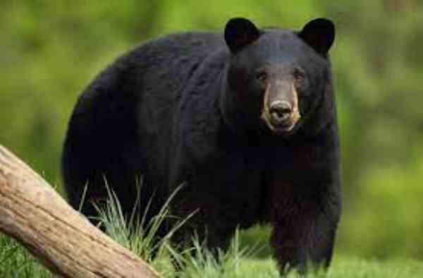 black bears in montana