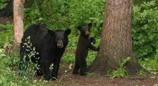 black bear with baby