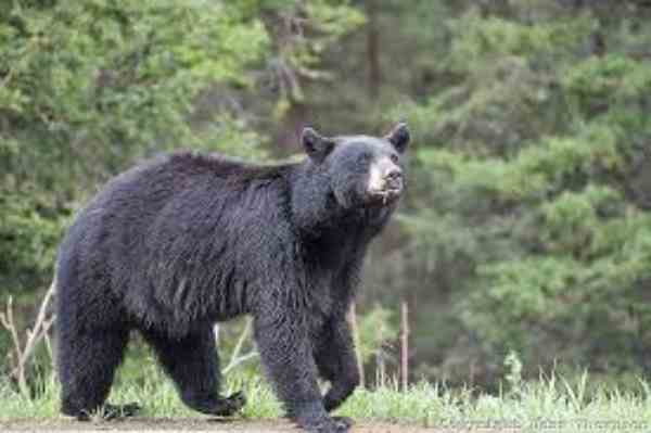 Black Bears in Wisconsin