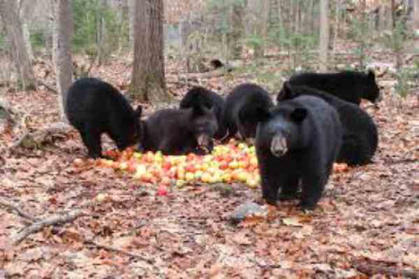 black bears group