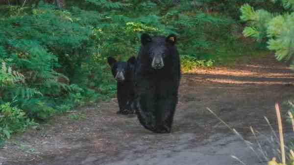 black bears in open