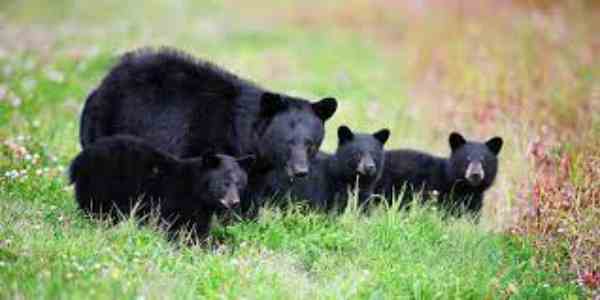 black bears in north carolina