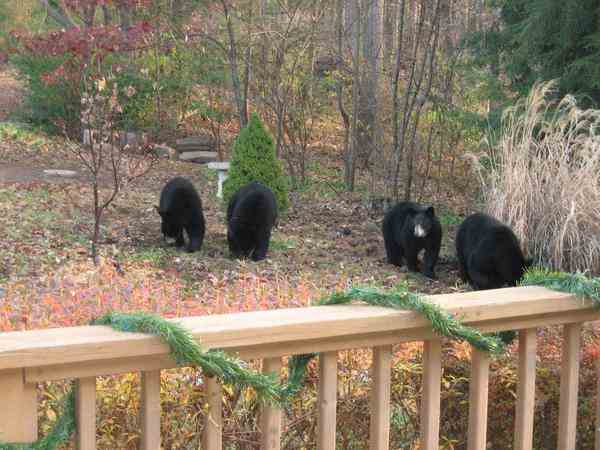 bear in backyard