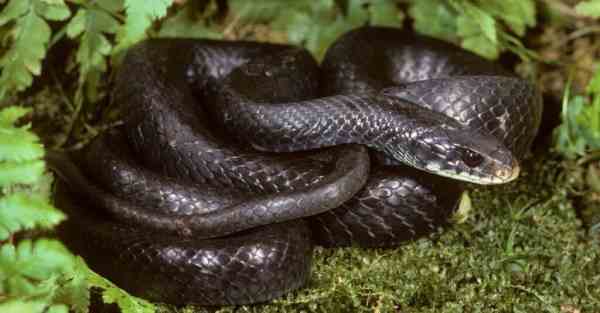 black rat snake in wild