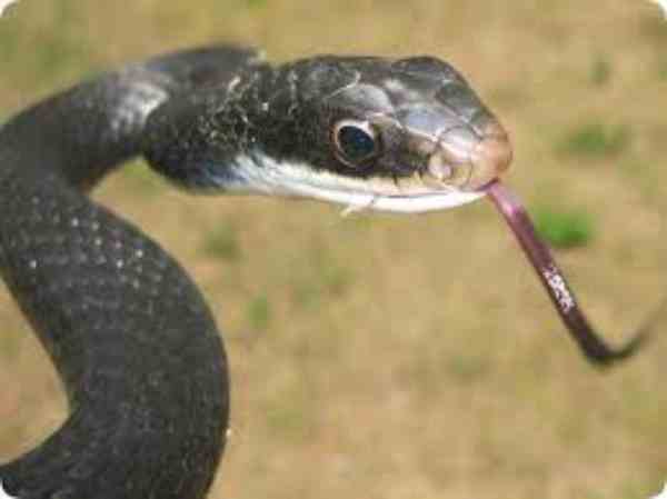 snake in open