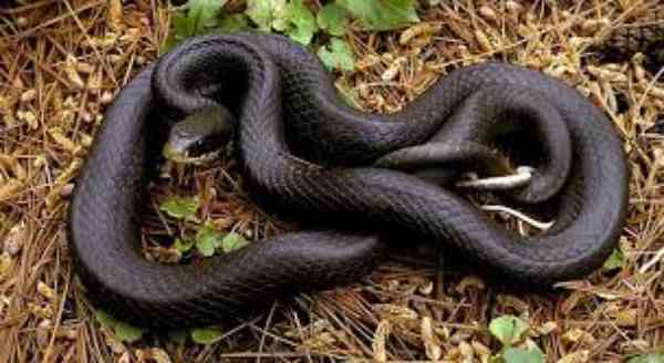 black snakes in Georgia