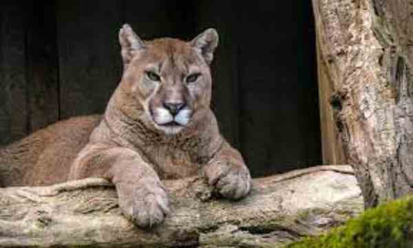cougars in kansas