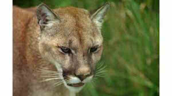 cougar sighting