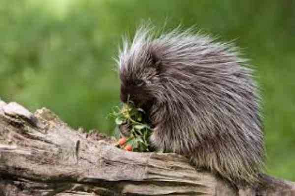 porcupines in texas