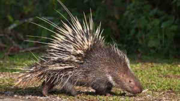 porcupines in open