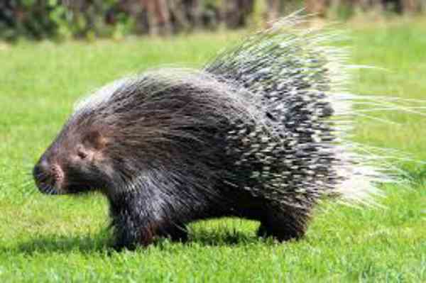 Porcupines in wild