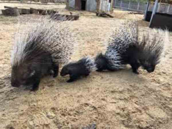 porcupines in indiana