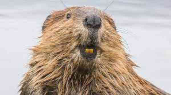 Beaver vs Otter