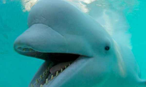 Are Beluga Whales Dangerous