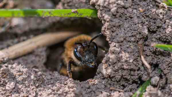 Digger Bees