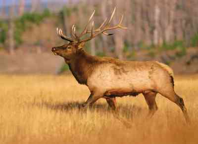 Animals Like Deer in Colorado