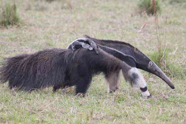 Giant Anteaters