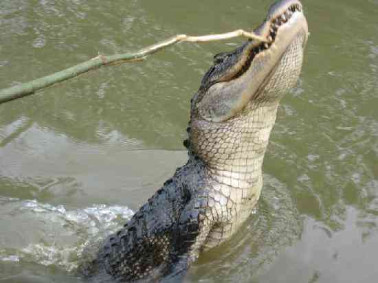  Louisiana Dangerous Animals