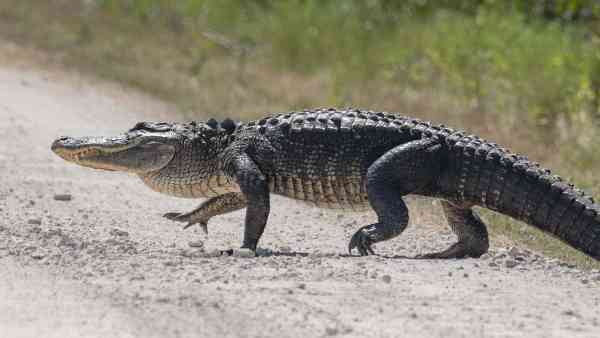 Are Alligators Dangerous