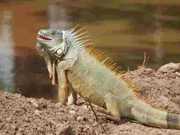 Animals That Eat Iguanas