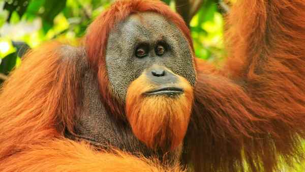 How Strong Are Orangutans