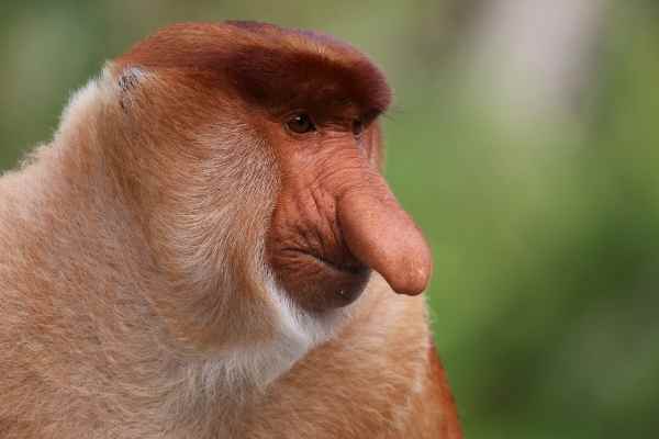Proboscis Monkeys