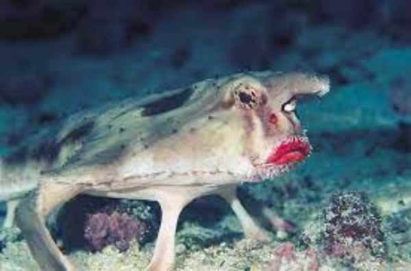 Red-lipped Batfish 