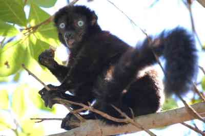   Animals of Madagascar