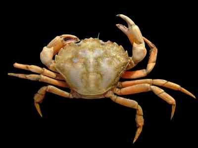 how do crabs breathe?