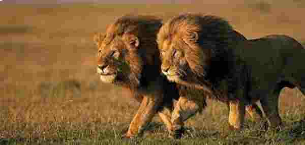 Why Do Lions Roar