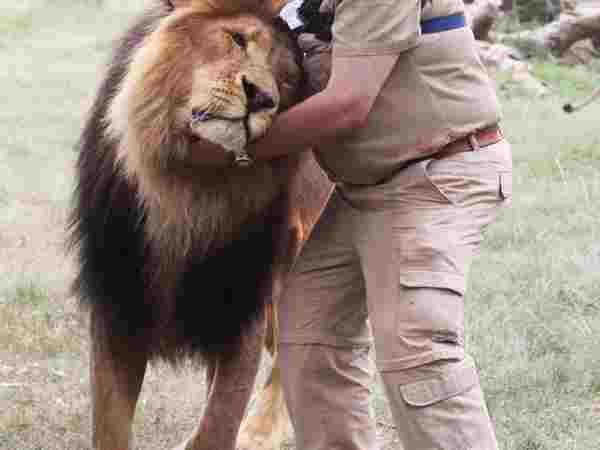 Are Lions Friendly