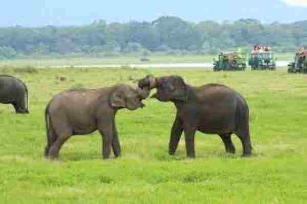 Do Elephants Eat Meat