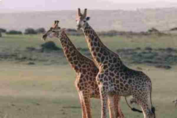 Animals with Long Necks