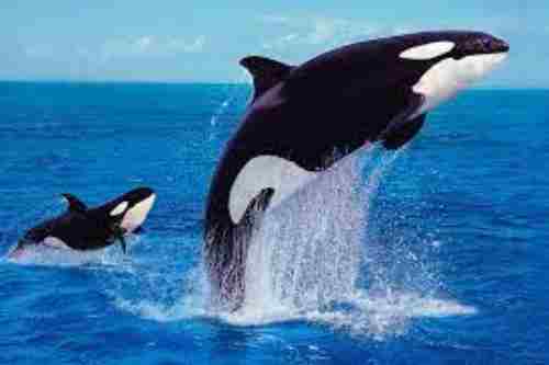 Are Orcas Friendly