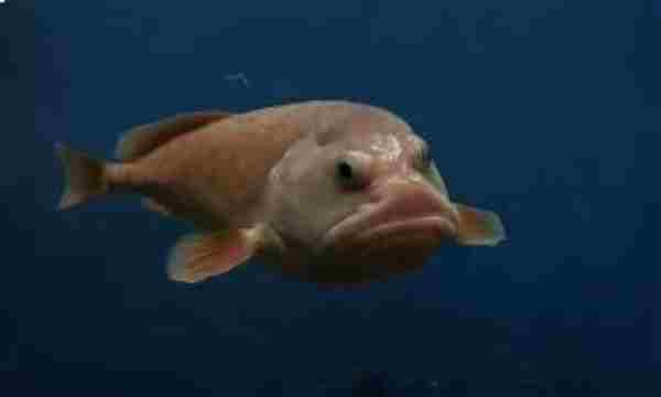  Blobfish