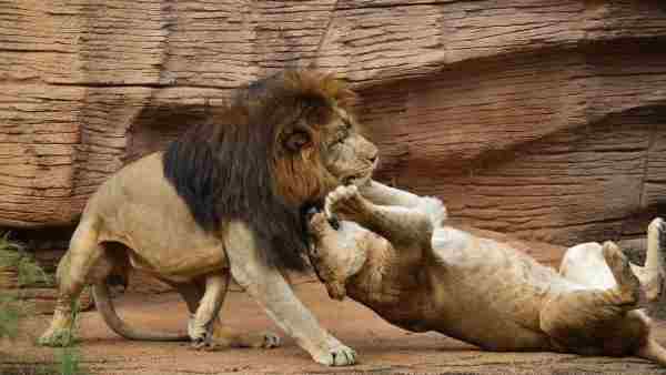 Do Lions Eat Other Lions