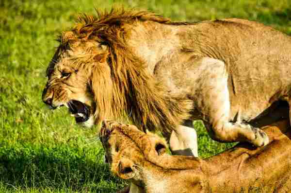 Lion vs. Jaguar