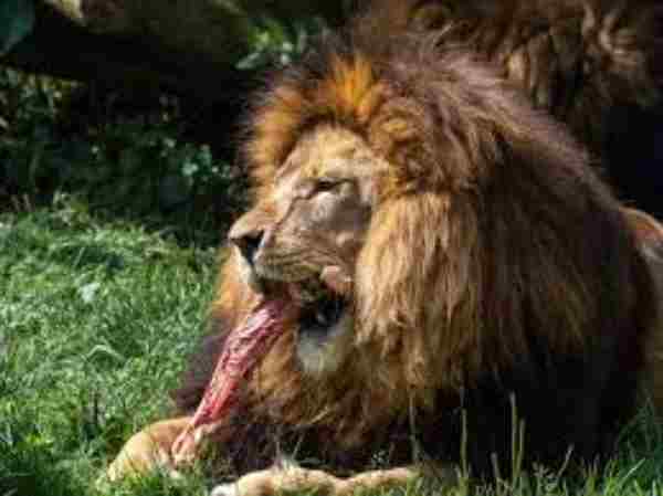Do Lions Eat Grass