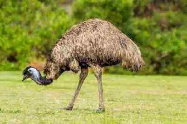 Emu vs. Ostrich