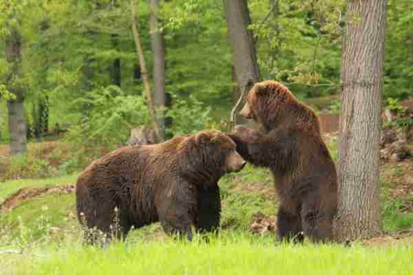 Kamchatka Brown Bears