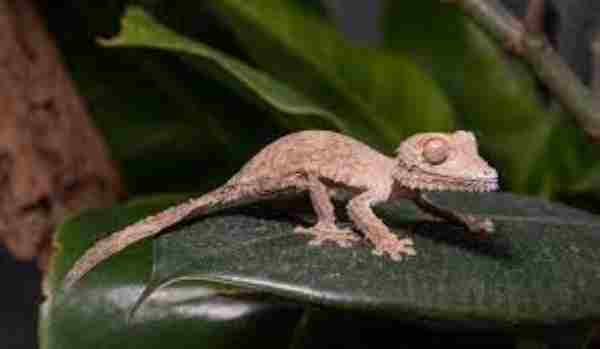 Leaf Tail Geckos