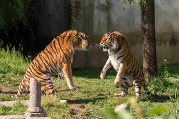 How Do Tigers Protect Themselves