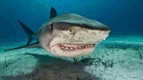 Are Basking Sharks Dangerous