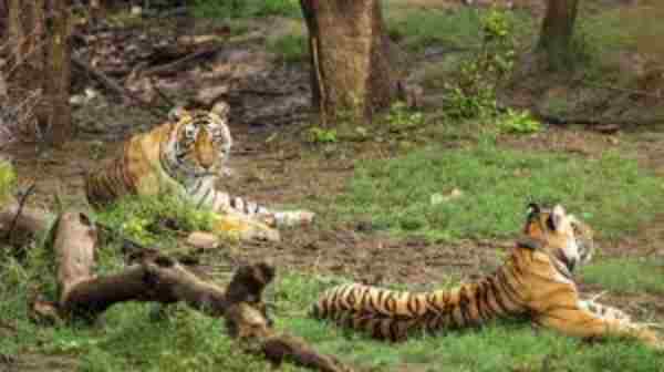 are tigers friendly