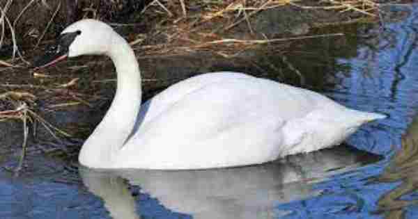 Are Swans Dangerous