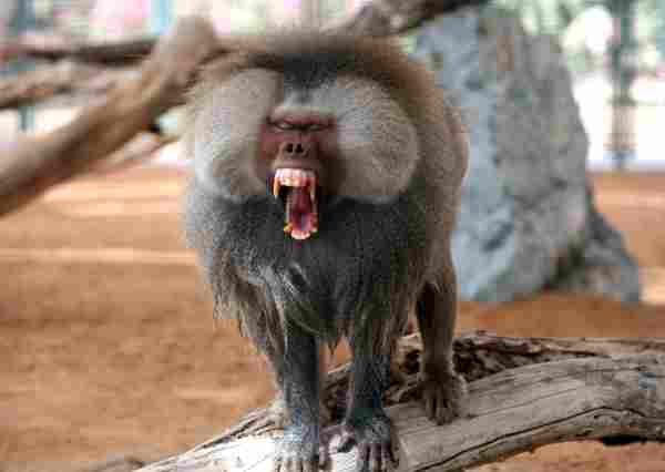 Are Baboons Dangerous