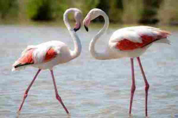 Can You Eat a Flamingo
